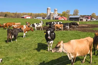 a herd of cows standing in a field at Upstate New York Vacation Rental Near Cooperstown! in Cherry Valley