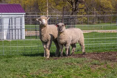 two sheep standing next to a fence in a field at Upstate New York Vacation Rental Near Cooperstown! in Cherry Valley