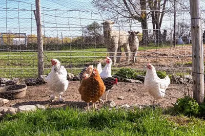 a group of chickens standing next to a fence at Upstate New York Vacation Rental Near Cooperstown! in Cherry Valley
