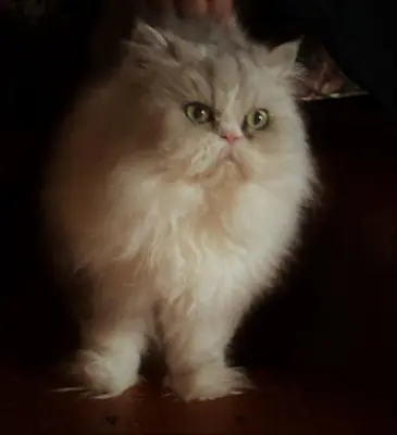a white cat is sitting on a table at B&B on seven acres with private bed & bath in Clinton Corners