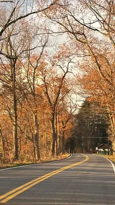 an empty road with trees on either side at The Tannery House in Claryville