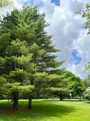a large pine tree in a field of grass at The Tannery House in Claryville
