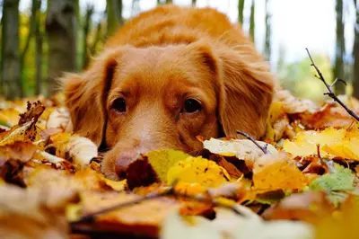 a dog laying in leaves in the woods at Fairfield Cottage -Top Rated Gem, Fire Pit, Near Beach, 90 Min to NYC in Fairfield