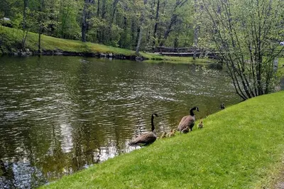 a group of geese on the side of a lake at Luxury Cottage at Millpond Falls in Warwick