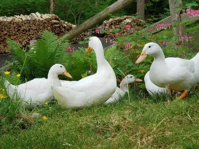 a group of white ducks sitting in the grass at Luxury Cottage at Millpond Falls in Warwick