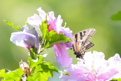 a butterfly is perched on a pink flower at 3 Acre Lake Paradise Swimming Pool & Jacuzzi HotTub! in Hopatcong