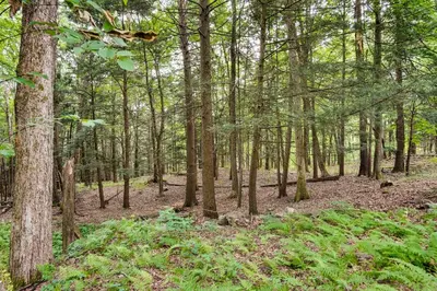 a wooded area with many trees and plants at Fully Remodeled Saugerties Retreat on 7 Acres! in Saugerties