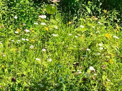 a field filled with lots of grass and flowers at Sadawga Springs Retreat in Whitingham