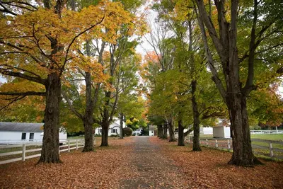 a tree lined road with trees and leaves on the ground at The Inn at Richmond in Richmond
