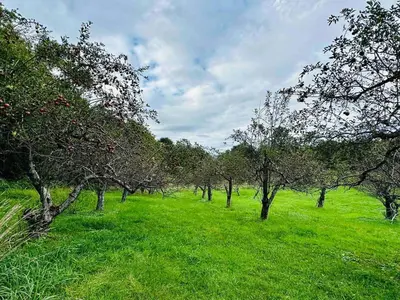 a row of trees in a field with green grass at 3 Bedroom Hilltop Escape with 5 Private Acres and Hot Tub in Marlboro