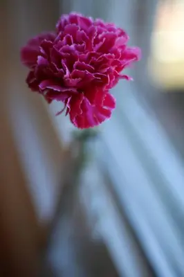 a pink flower in a vase on a table at Family Home near NY Beach - Private Workspace in Glen Head