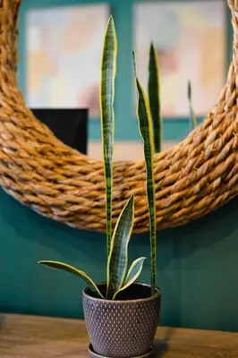 a plant in a pot sitting on a table at Rainforest Retreat 20m to NYC FREE Parking - Sleeps 16 in Bayonne
