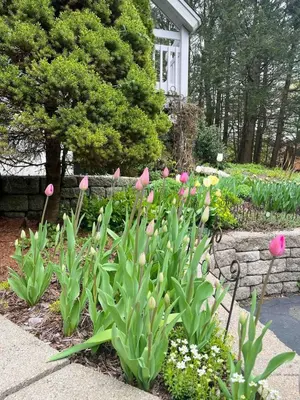 a garden with pink tulips in front of a house at Sunny Peace B&B in Harwinton