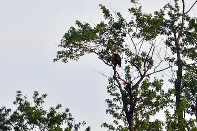 a bird perched in the top of a tree at Beautiful Yacht on Catskill Creek in Catskill