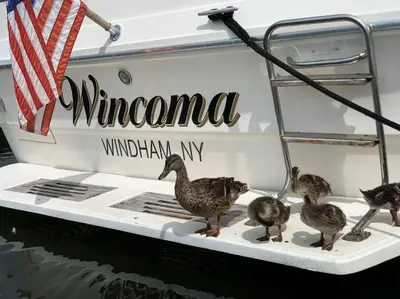 a group of ducks standing on the front of a boat at Charming Yacht on Catskill Creek in Catskill