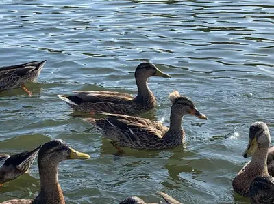 a group of ducks swimming in the water at Charming Yacht on Catskill Creek in Catskill
