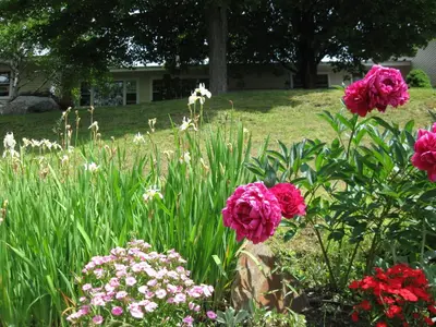 a garden with pink flowers in a yard at Deerhill Inn in West Dover