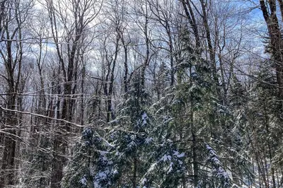 a group of trees with snow on them at Little Bend Haven in Wilmington