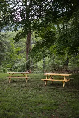 two picnic tables in a park under a tree at Perch Eagle House - Creek Access, Sauna, Mt views in Boiceville