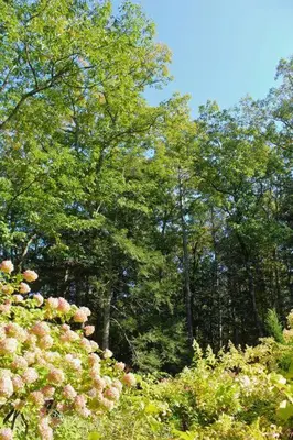 a garden with pink flowers and trees in the background at Woodstock Retreat- Heated Pool/Hot Tub/FirePit in Saugerties