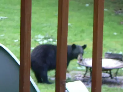 a black bear standing next to a picnic table at Where Memories Are Made in West Kill