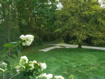 a garden with a tree in the middle of a yard at Large Private House on 5 Wooded Acres. Total Privacy! in Hackettstown