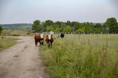 a group of cows walking down a dirt road at Group Getaway on Working Farm! Near Saratoga in Ballston Lake