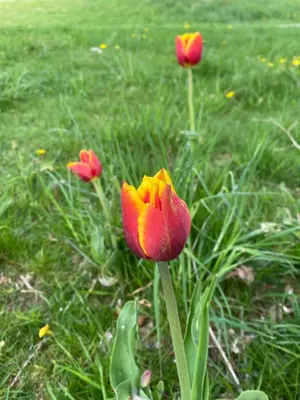 a group of red flowers in the grass at Idea Farm in Callicoon Center
