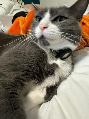 a gray and white cat sitting on a bed at Not operating in Jackson Heights