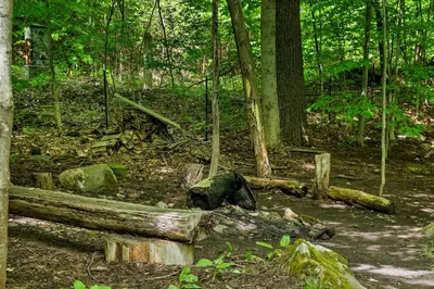 a wooden bench in the middle of a forest at Saratoga Guest House in Saratoga Springs
