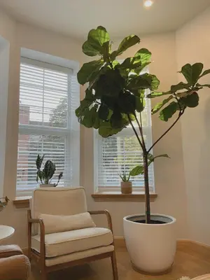 a living room with a plant and a chair and window at Beautiful Apartment shared with the Host in the Heart of Bushwick in Brooklyn