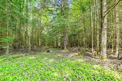 a forest filled with lots of trees and green leaves at Cardinal Pines Cabin on 8 Acres - Dog Friendly! in New Berlin