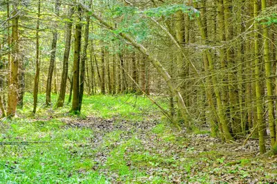 a wooded area with green grass and trees at Cardinal Pines Cabin on 8 Acres - Dog Friendly! in New Berlin