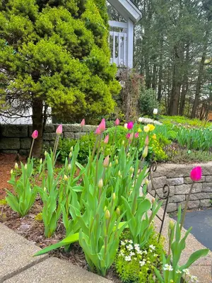 a garden with pink flowers in a yard at NatureGlow Residence Stylish Contemporary Home in Harwinton
