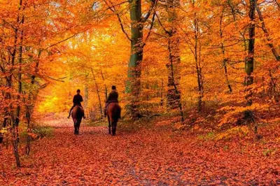 two people riding horses down a trail in the woods at NatureGlow Residence Stylish Contemporary Home in Harwinton