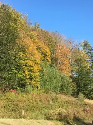 a group of trees on a hill with autumn leaves at Catskill Cabin, Cool Apartment, 2nd Floor in Shandaken