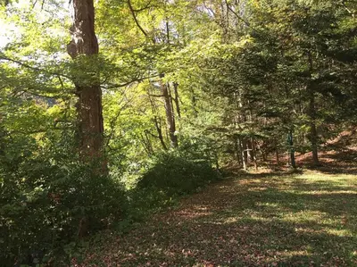 a wooded area with trees and leaves on the ground at Catskill Cabin, Chill Apartment, 1st Fl in Shandaken