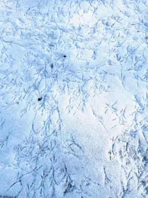 a snow covered ground with footprints in the snow at Catskill Cabin The Flamingo Suite 5 in Shandaken