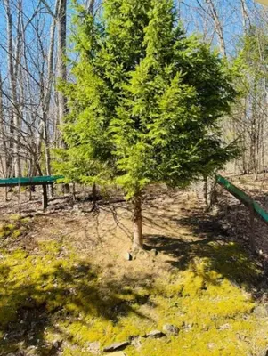 a green tree in the middle of a park at Red Peacock Catskill Cabin sleeps four 6 in Shandaken