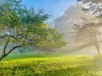 a foggy field with trees in the middle of it at Lotus Family Suite w 2 Beds Kitchenette 4 in Shandaken
