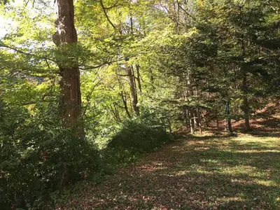 a wooded area with trees and leaves on the ground at Catskill Cabin Duplex Apartment in Shandaken