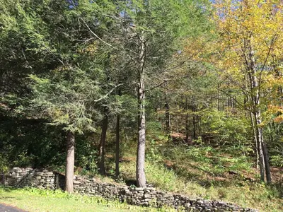 a stone wall in the middle of a forest at Catskill Cabin Duplex Apartment in Shandaken