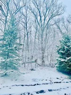a snow covered forest with two christmas trees in the foreground at Catskill Cabin Little Owl Apt 1 in Shandaken