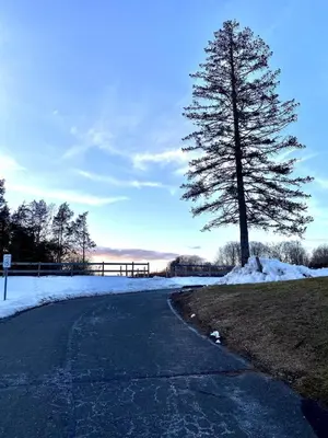 a tree on the side of a road with snow at Solano Inn in Portland