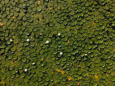 a close up of a bunch of green leafs at Private 37 Acre Lake Estate On 164 Acres - 11 Br in Highland