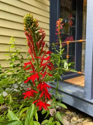 a red flower in front of a house at Vermont Lake Whitingham Mount Snow Area Apartment in Jacksonville