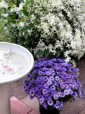 a pot of purple and white flowers next to a table at Gem by the water with firepit & all fenced backyard 2 Bedrooms in Stamford