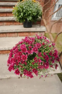 a basket of pink flowers sitting on a chair at Newark Liberty Brick House - Private Bedroom 2 in Newark