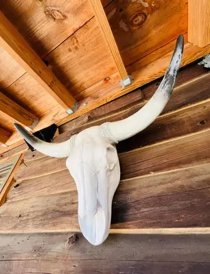 a skull of an animal with horns on a wall at Cozy, Modern Cabin Retreat 8 min to Windham mtn in Ashland