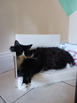 a black and white cat laying on a chair at Comfy Room in Fresh Meadows in Utopia